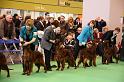 Crufts2010 1221